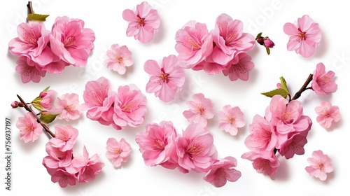 Collection of Japanese pink cherry blossoms or sakura flowers displayed in full bloom  isolated on a white background.