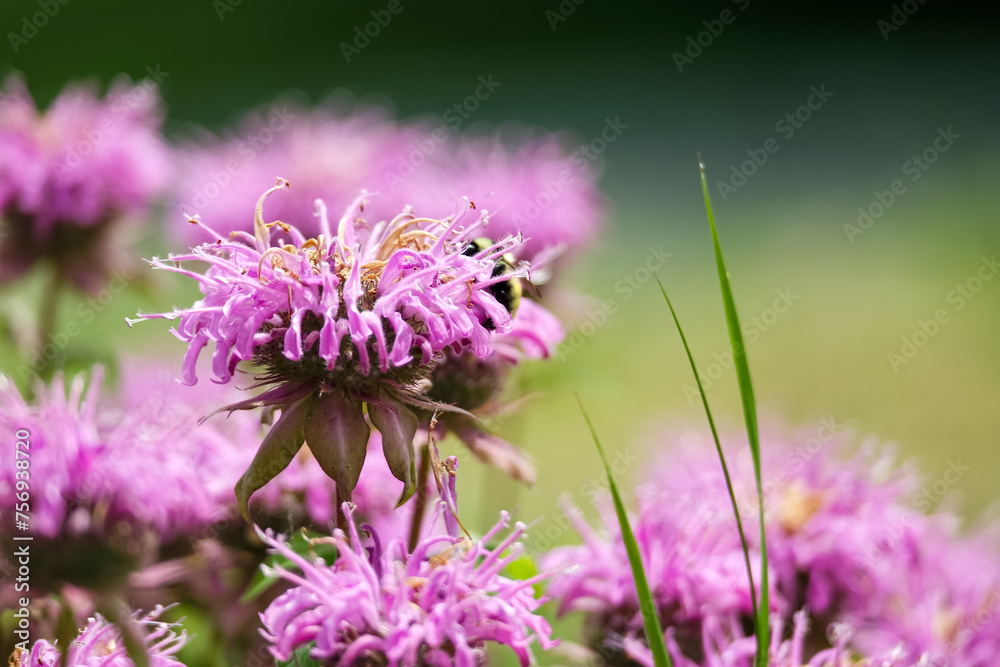 Fototapeta premium Bumblebee on a purple mint flower.