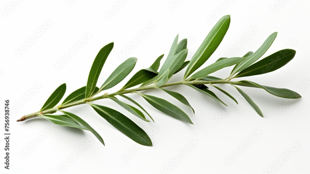 Olive branch with leaves portrayed in isolation against a white backdrop.