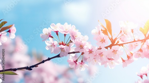 Spring banner featuring branches of cherry blossoms against a blue sky backdrop, adorned with butterflies, capturing the essence of a dreamy romantic spring landscape.