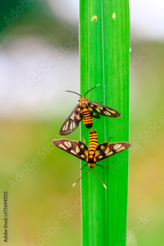 Two Butterflies in a Leaf