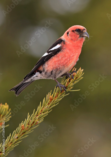 White winged Crossbill male perched on a fir branch in the forest, Canada