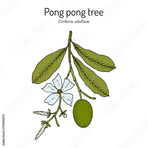 Pong-pong, or suicide tree (Cerbera odollam), poison plant