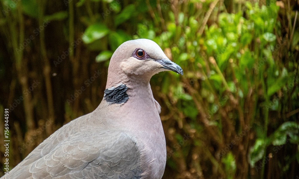 A red-eyed dove isolated in an urban garden in South Africa A red-eyed dove isolated in an urban garden in South Africa