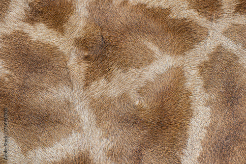 Closeup giraffe life skin background