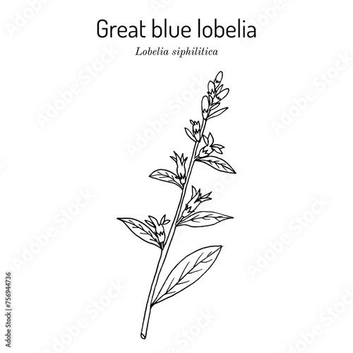 Great blue lobelia (Lobelia siphilitica), ornamental and medicinal plant