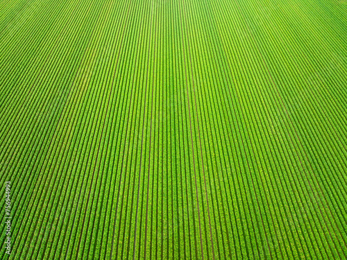 Beautiful agricultural landscape of green soybean and vegetable  rows in open field