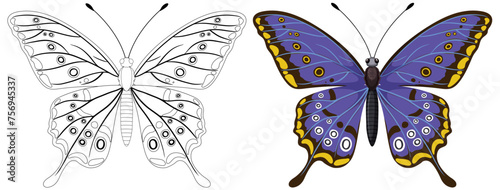 Illustration of a butterfly, black and white to color
