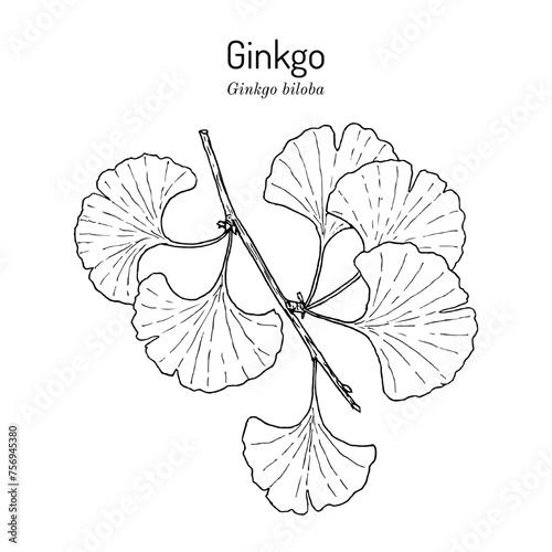 Ginkgo biloba, ginkgo or maidenhair tree. Medicinal plant.