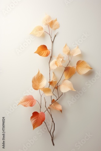 collection beautiful colorful autumn leaves isolated on white background © Natalia