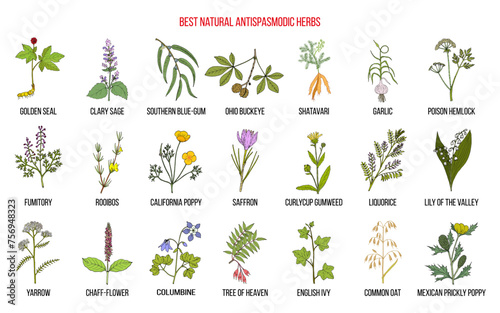 Best natural antispasmodic herbs. Medicinal plants collection. Hand drawn vector illustration photo