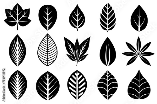 collection of leaves