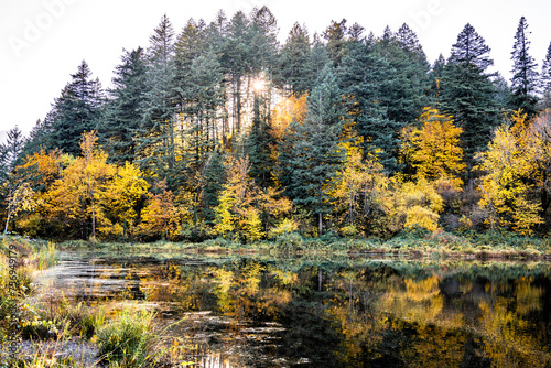 Classic Northwestern landscape of an autumn wild forest on the shore of an old overgrown pond with a mirror surface and sun rays breaking through the crown of trees