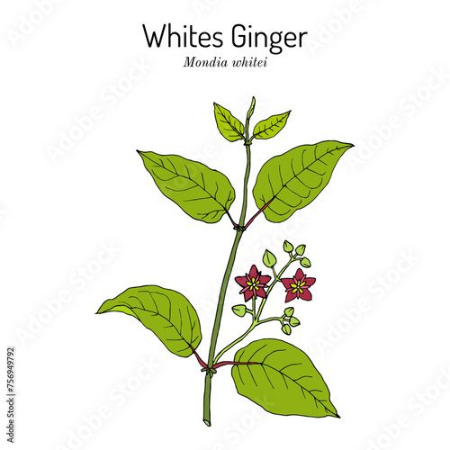 Whites Ginger (Mondia whitei), edible and medicinal plant. Hand drawn vector illustration
