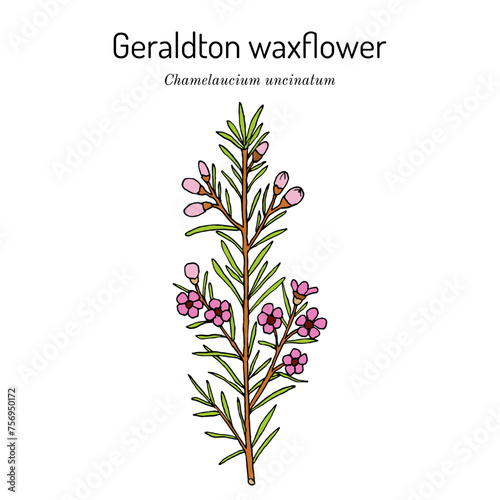 Geraldton waxflower (Chamelaucium uncinatum), ornamental and edible plant. Hand drawn vector illustration