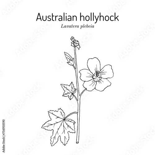 Australian or native hollyhock (Lavatera plebeia), ornamental medicinal and edible plant