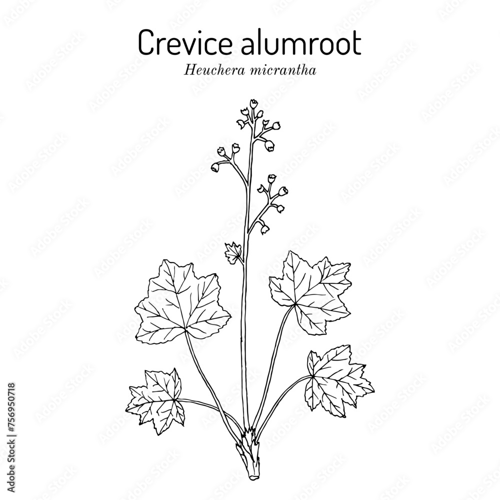 Φωτογραφία Crevice alumroot, (Heuchera micrantha), ornamental plant