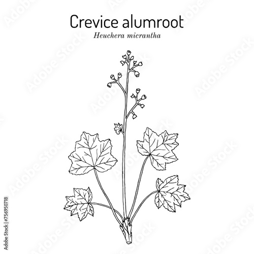 Crevice alumroot, (Heuchera micrantha), ornamental plant. Hand drawn vector illustration