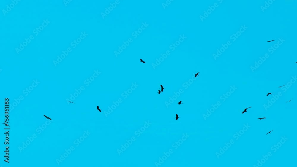 Slow Motion Of Migratory Birds Hovering Against Blue Sky. Slow Motion Of Migratory Birds Hovering Against Blue Sky.