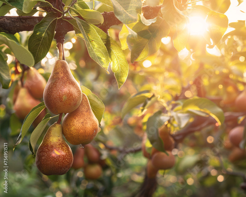 Ripe pears in a lush orchard at golden hour, embodying freshness and natural sweetness
