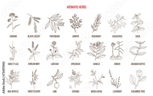 Best natural aromatic herbs