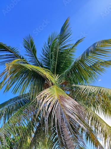 coconut tree in caribbean environment  palm tree