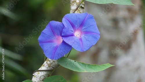 Ipomoea nil (Ipomoea morning glory, picotee morning glory, ivy morning glory, Japanese morning glory). The crown is blue, purple, or almost scarlet red. The throat is often colored white. photo