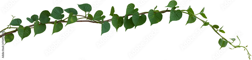 Vine plant, Branch creeper leaf green, Liana tropical nature. - obrazy, fototapety, plakaty 