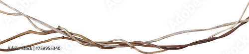 Twisted dried Liana jungle vine.