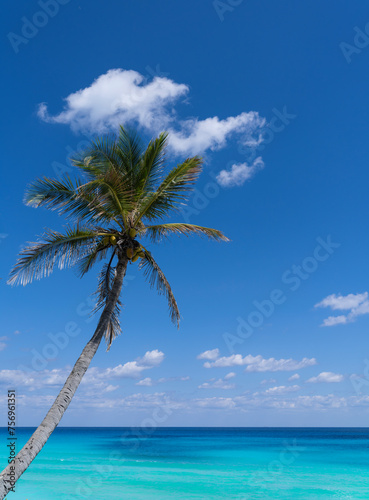 Fototapeta Naklejka Na Ścianę i Meble -  coconut tree in front of colorful blue Caribbean Sea
