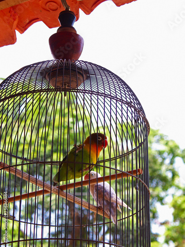 A colorful bird perched inside the birdcage against background of trees. 