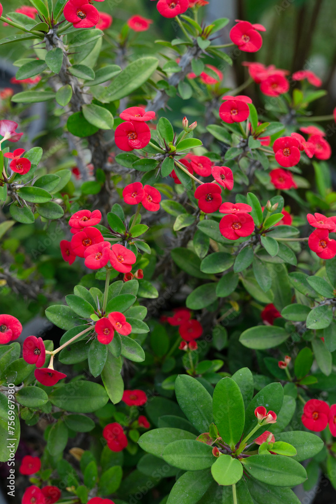 Red Crown Of Thorns Or Euphorbia Milli In The Garden