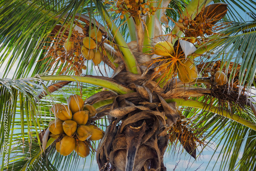Coconut palm with fruits filled with coconut milk  Zanzibar near Jambiani