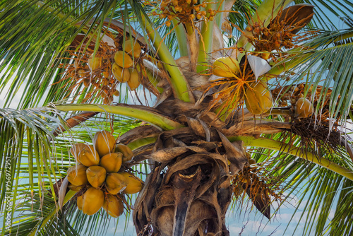 Coconut palm with fruits filled with coconut milk, Zanzibar near Jambiani