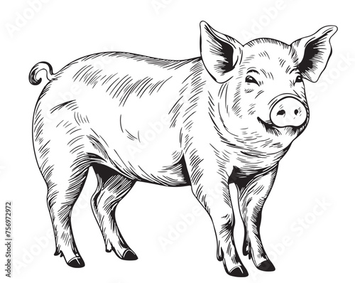 Sketch of a pig. Vector vintage illustration hand drawn large fat pig isolated on white background.