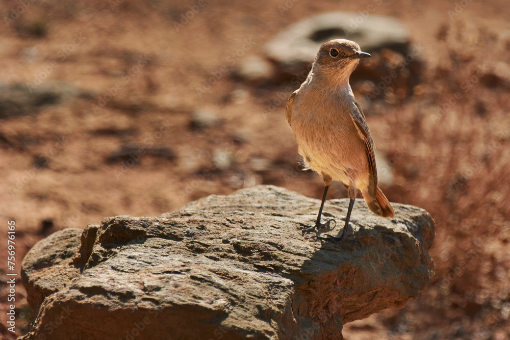 Outdoor, habitat and bird with desert, summer and natural with fresh air and environment. Animal, avian and nature with Sahara and countryside with landscape and peace with spring, sand and dry Outdoor, habitat and bird with desert, summer and natural with fresh air and environment. Animal, avian and nature with Sahara and countryside with landscape and peace with spring, sand and dry