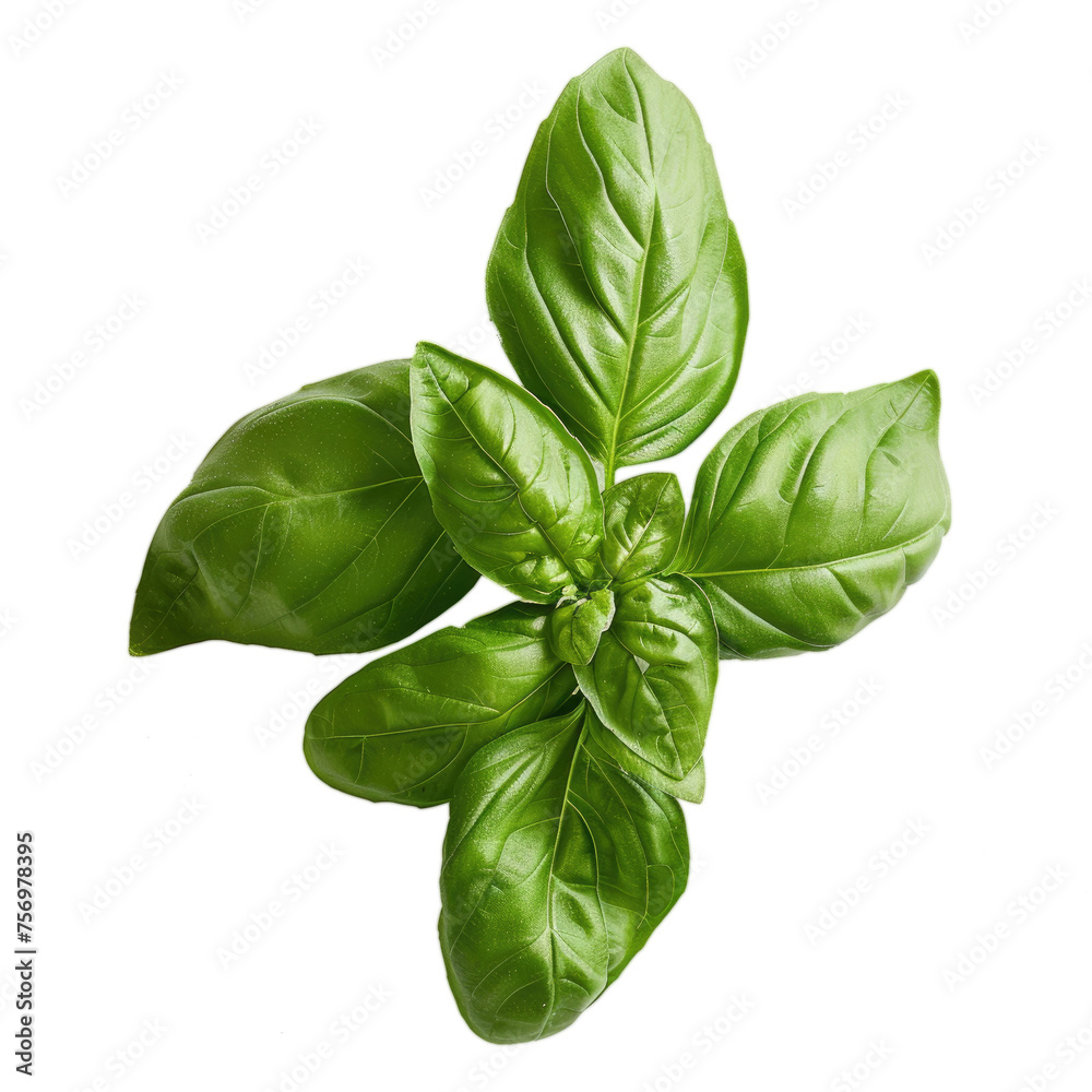 Fototapeta premium basil isolated transparent background