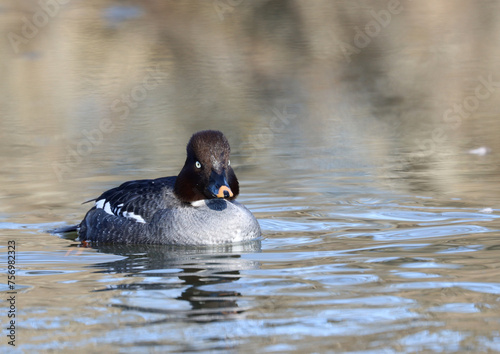 Photography Goldeneye, female