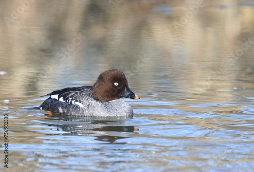 Canvas Print Goldeneye, female