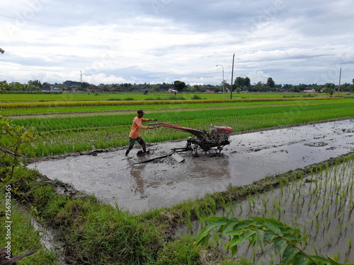 Farmers in Asia plowing rice fields using tractors