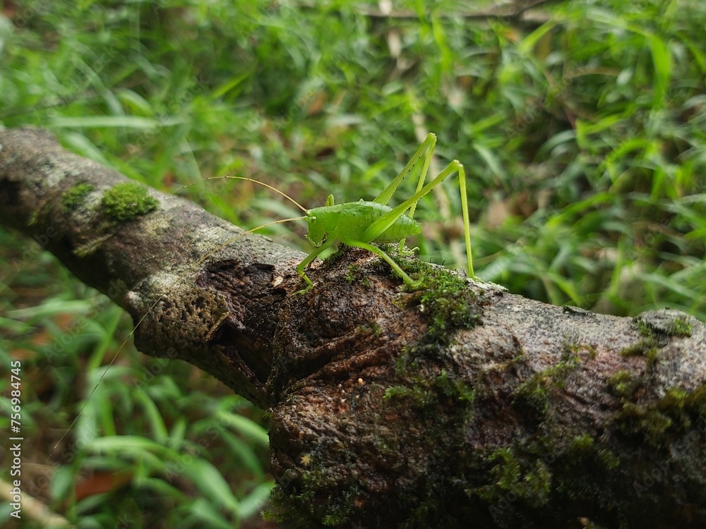 A Green grasshopper named (Hexacentrus Japonicus) perched on green leaves camouflaged among the leaves in the hot sunlight A Green grasshopper named (Hexacentrus Japonicus) perched on green leaves camouflaged among the leaves in the hot sunlight