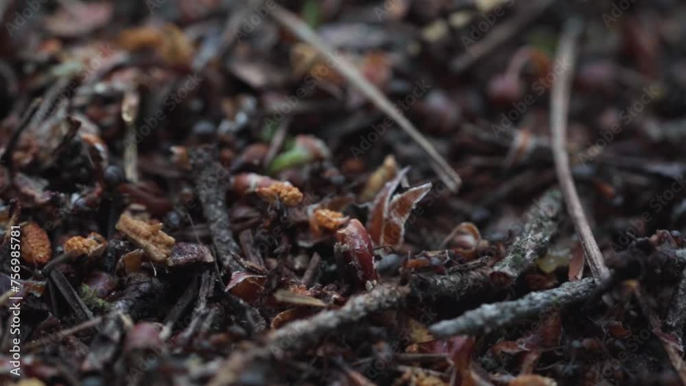 forest anthill macro photography on a sunny day forest anthill macro photography on a sunny day