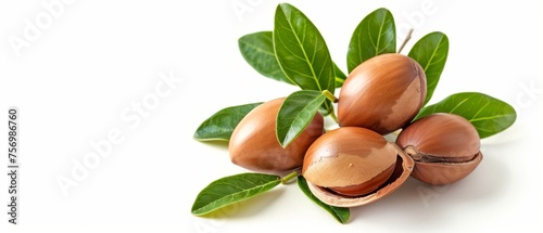 Argan nuts and leaves on white background Seeds for oil production