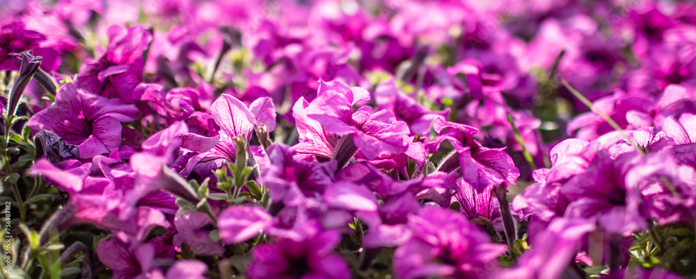 purple flowers in a field