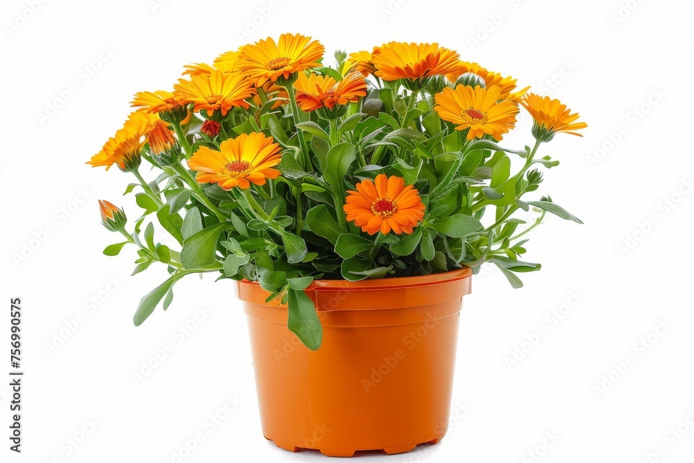 Colorful calendula flowers in plastic pot on white background Colorful calendula flowers in plastic pot on white background