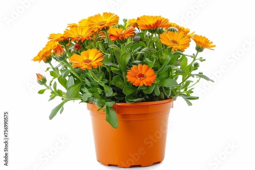 Colorful calendula flowers in plastic pot on white background