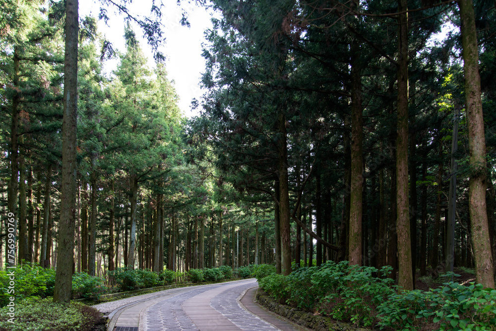 Forest of cedar tree and footpath
