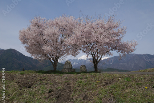 2-Doso-shin  travelers  guardian deity  and fullblooming cherry trees                                                                     
