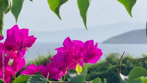 Wallpaper Mural Bright pink bougainvillea flowers and seascape, coastline under a clear sky, summer holiday travel Torontodigital.ca