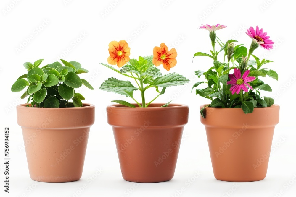 Flower pots alone on white background